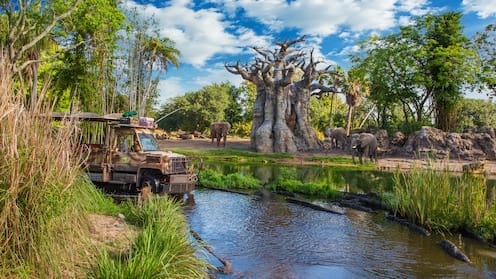 Kilimanjaro Safaris at Animal Kingdom
